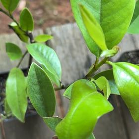 Photo of the plant species Fairy Magnolia Cream Magnolia by @TopNapaea73 named Maya on Greg, the plant care app