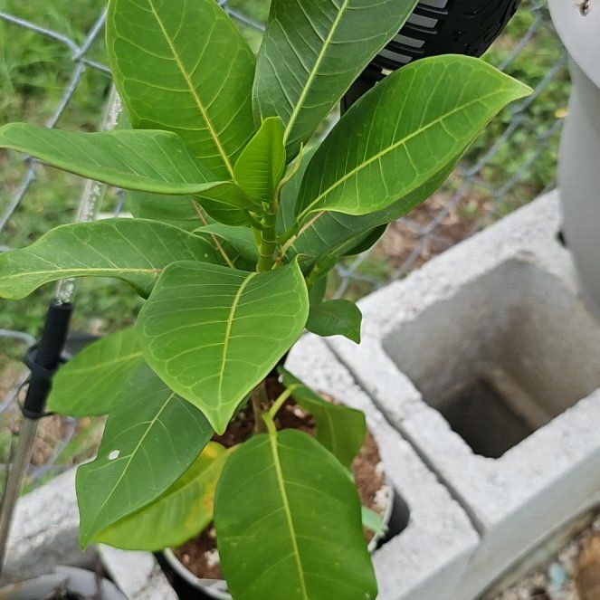 Photo of the plant species Florida Strangler Fig by @SteamyRedcap91 named Morgan Treeman on Greg, the plant care app