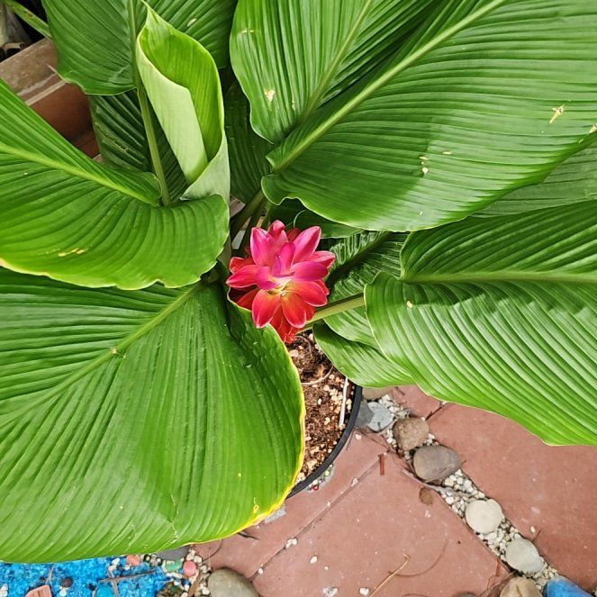 Photo of the plant species Red Ginger by @SteamyRedcap91 named Homer on Greg, the plant care app