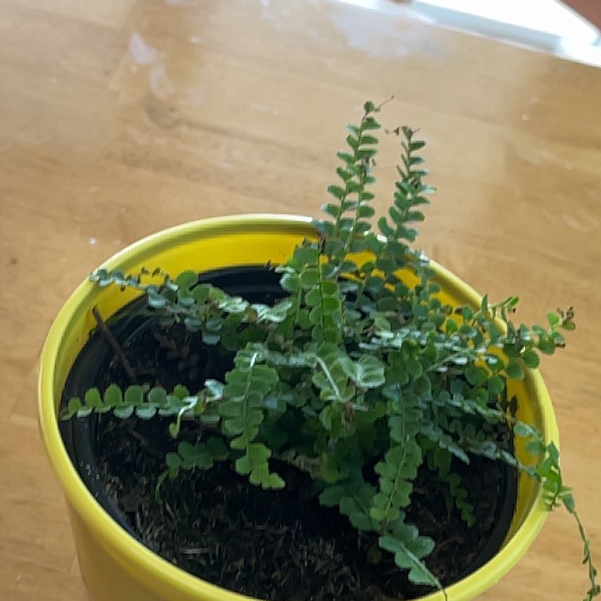 Photo of the plant species Lemon Button Fern by @FirstBeech75 named Tupot amaroot on Greg, the plant care app