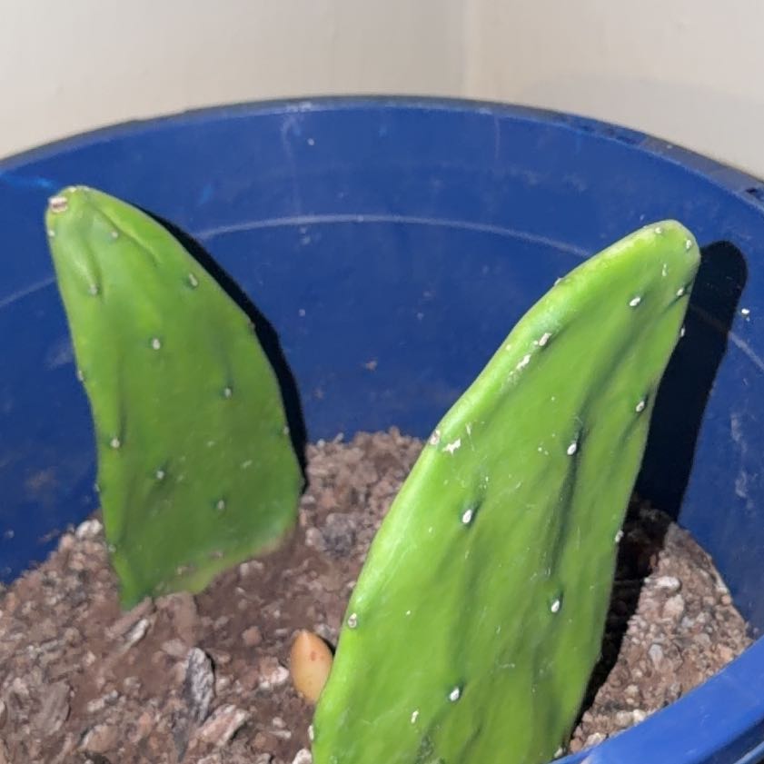 Photo of the plant species Cochineal Cactus by @RadBeans58 named Figyonce on Greg, the plant care app