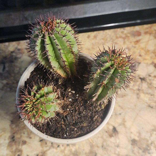 Photo of the plant species Milk Barrel Cactus by @TopKawaka85 named Chris The Cacti on Greg, the plant care app