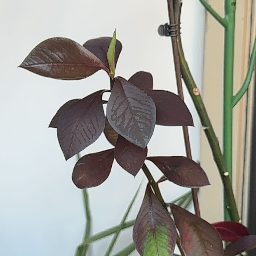 Photo of the plant species Metal Weed by @PeachyRedcap43 named Sproutacus on Greg, the plant care app