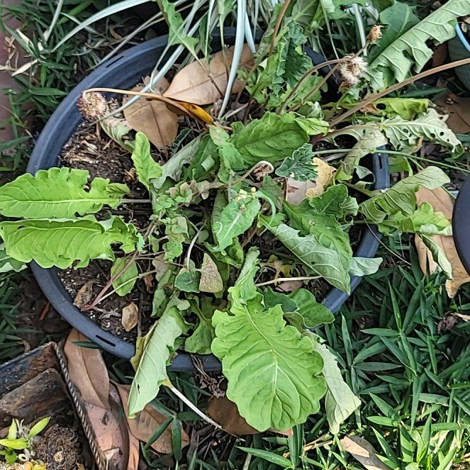 Photo of the plant species Oriental False Hawksbeard by @SveltePignut33 named Treeyoncé on Greg, the plant care app