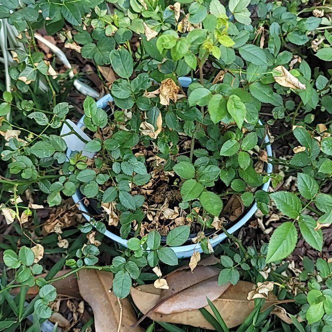 Photo of the plant species Hardy Orange by @SveltePignut33 named Terra on Greg, the plant care app