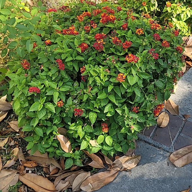 Photo of the plant species Flame of the Woods by @SveltePignut33 named Prince on Greg, the plant care app