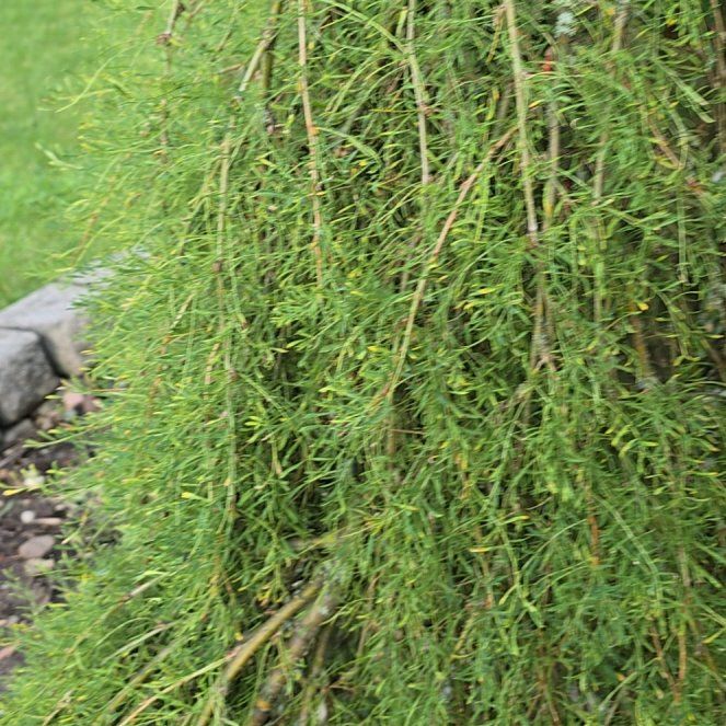 Photo of the plant species Corkscrew Willow by @ChosenCactus46 named McKinley on Greg, the plant care app