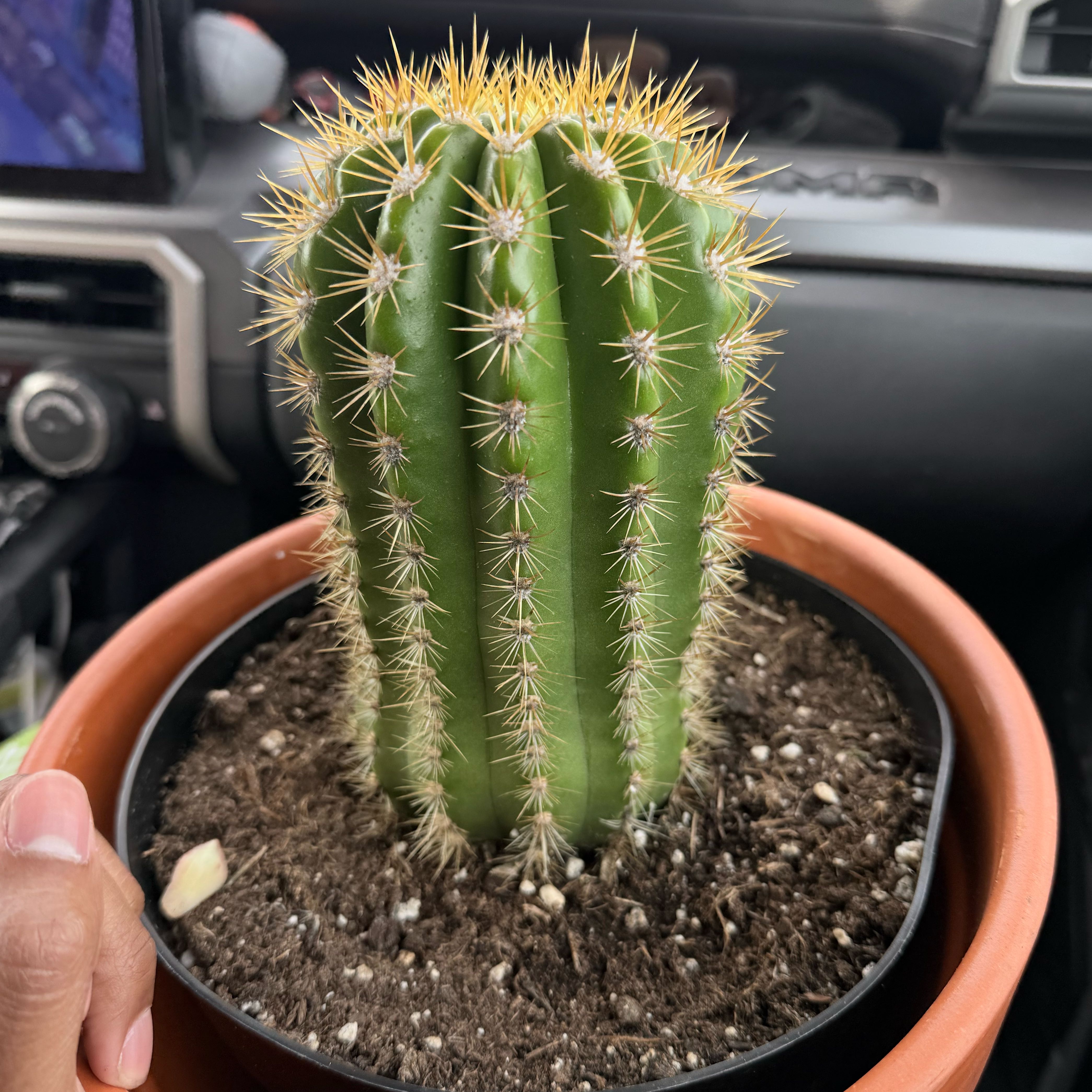 Photo of the plant species Trichocereus 'Sun Goddess' by @SweetMiro41 named Walt on Greg, the plant care app