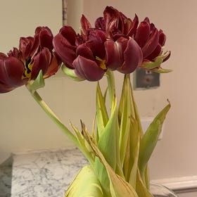 Photo of the plant species Garden Tulip by @HeroStargilia43 named Captain Plant-it on Greg, the plant care app
