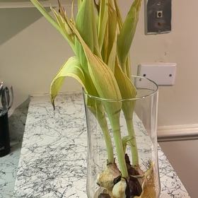 Photo of the plant species Corn by @HeroStargilia43 named Cleopatra on Greg, the plant care app