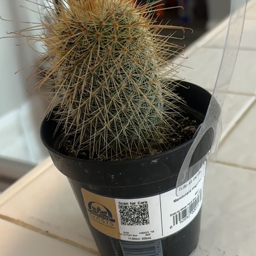Photo of the plant species Mammillaria magnifica by @FastPeyote38 named Spike on Greg, the plant care app