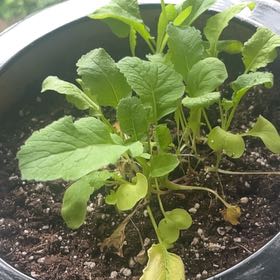 Photo of the plant species Cultivated Radish by @GiftedChainfern named Drake on Greg, the plant care app