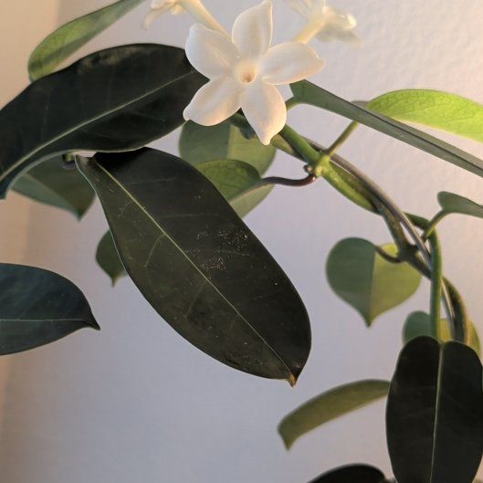 Photo of the plant species Madagascar Jasmine by @FairFeijoa53 named Scarlett on Greg, the plant care app