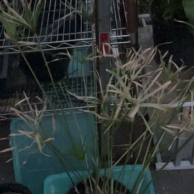 Photo of the plant species Cyperus Alternifolius by @BigChards97 named Umbrella on Greg, the plant care app