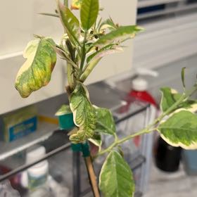 Photo of the plant species Pink Lemonade Lemon by @SweetPukatea68 named Harper on Greg, the plant care app