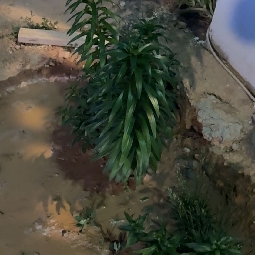 Photo of the plant species Easter Lily by @SweetPukatea68 named Plato on Greg, the plant care app