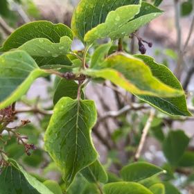 Photo of the plant species Japanese Tree Lilac by @SweetPukatea68 named LiloStitch on Greg, the plant care app