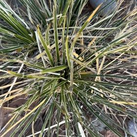 Photo of the plant species Great Plains Yucca by @SweetPukatea68 named Pax on Greg, the plant care app