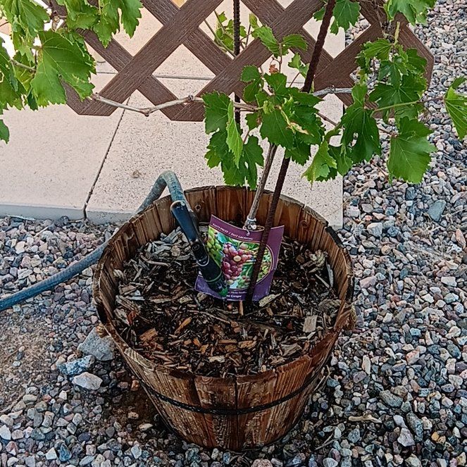 Photo of the plant species Vitis Vinifera by @ForemostLime46 named Doja Cat on Greg, the plant care app