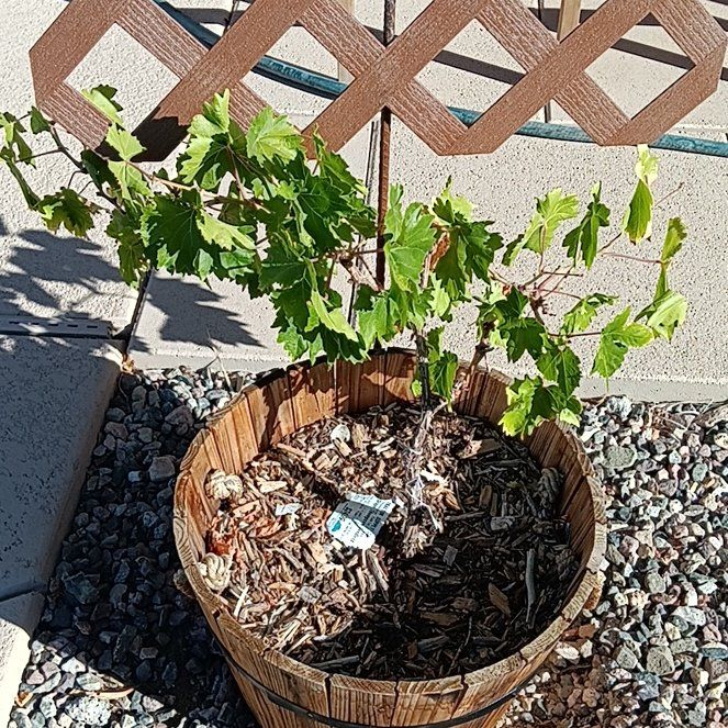 Photo of the plant species Vitis Vinifera by @ForemostLime46 named Remington on Greg, the plant care app