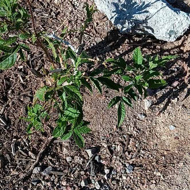 Photo of the plant species Yellow Bells by @ForemostLime46 named Lebron on Greg, the plant care app