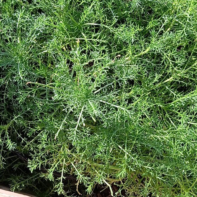 Photo of the plant species Chamomile by @ForemostLime46 named Coco on Greg, the plant care app