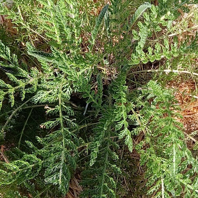 Photo of the plant species Bloodwort by @ForemostLime46 named Wall-E on Greg, the plant care app