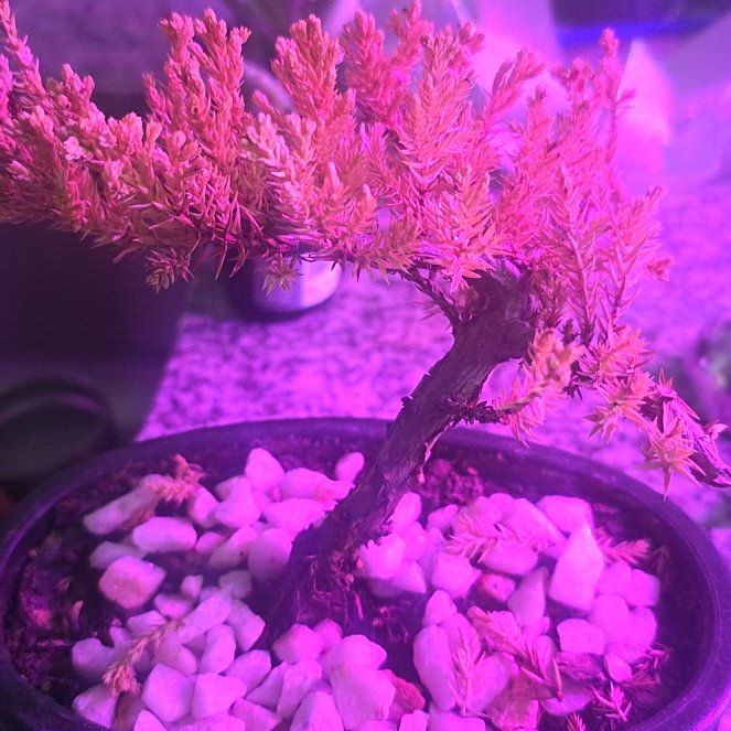 Photo of the plant species Juniper Bonsai Tree by @FabPomelo94 named Beckham on Greg, the plant care app