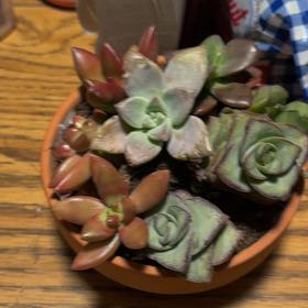 Photo of the plant species Bluff Lettuce by @NewPhlox27 named Mochi on Greg, the plant care app