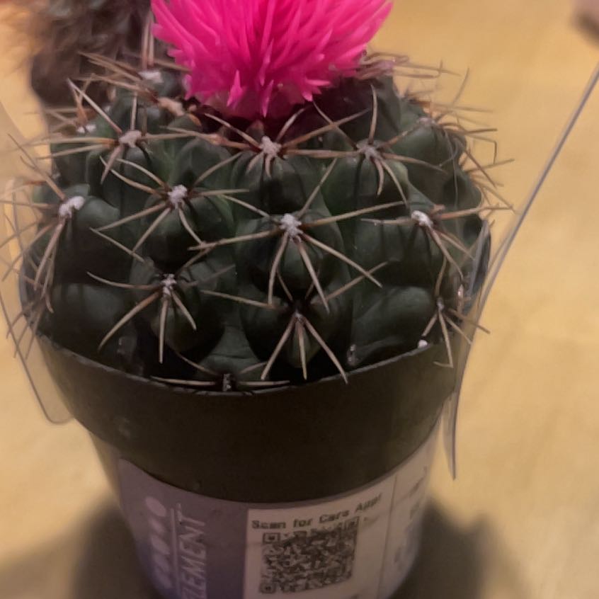 Photo of the plant species Devil's Pincushion by @DevotedRuby90 named Stella on Greg, the plant care app