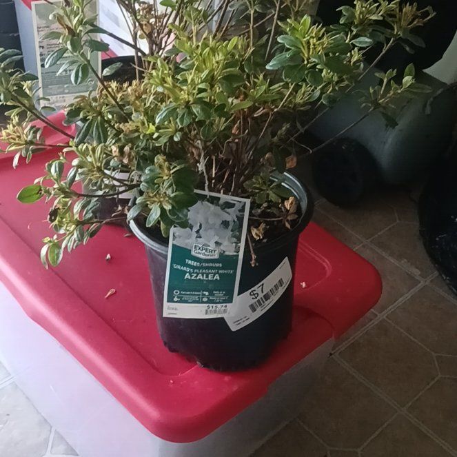Photo of the plant species Azalea by @InformedNoni40 named Clooney on Greg, the plant care app