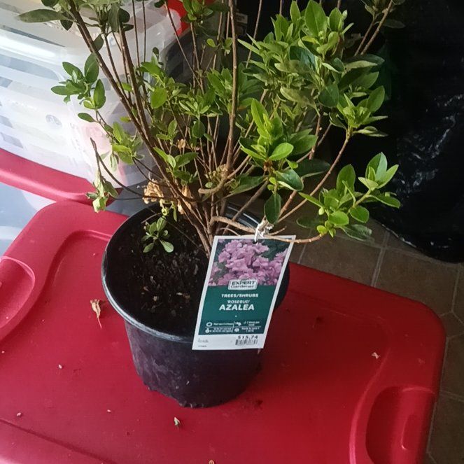 Photo of the plant species Azalea by @InformedNoni40 named Doja Cat on Greg, the plant care app
