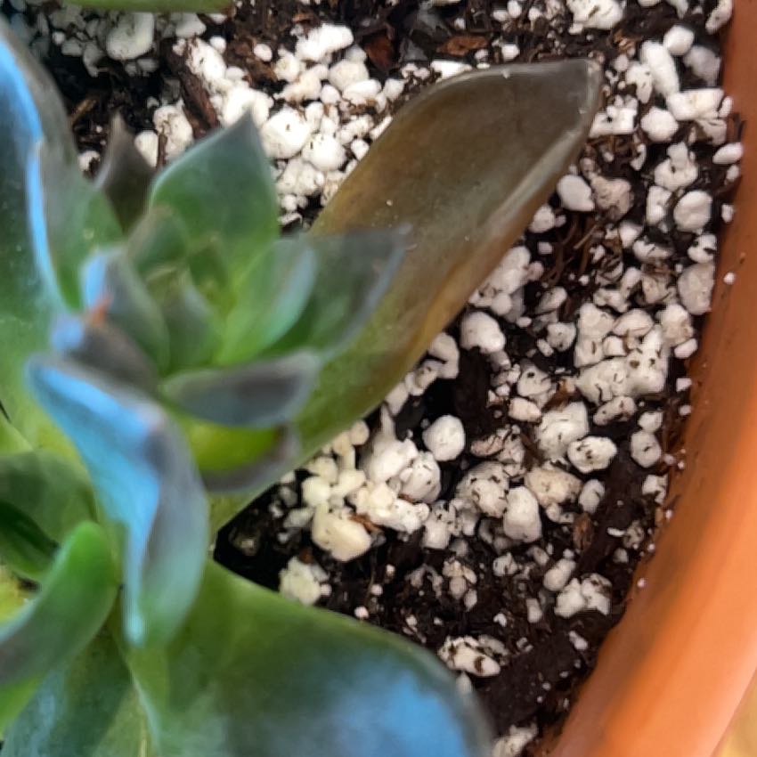 Photo of the plant species Dark Moon by @DrivenDogfennel named Mollie on Greg, the plant care app