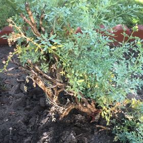 Photo of the plant species Common Rue by @SuppleRichweed named Tree Diddy on Greg, the plant care app