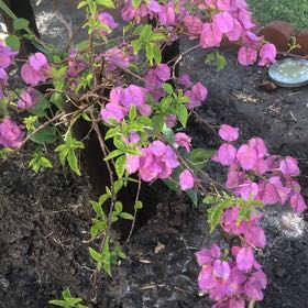 Photo of the plant species Lesser Bougainvillea by @SuppleRichweed named Khaleesi on Greg, the plant care app