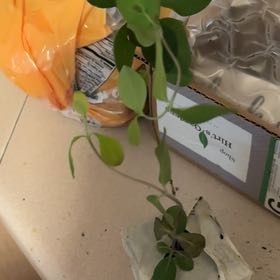 Photo of the plant species Honeysuckle Mandarin by @KingpinEndive62 named Orwell on Greg, the plant care app