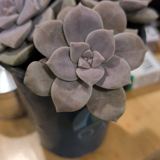 Photo of the plant species Beautiful Graptopetalum by @JubilantTule99 named Nemo on Greg, the plant care app