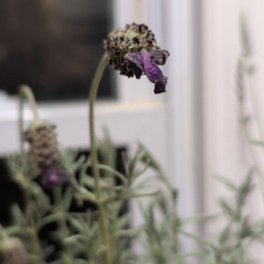 Photo of the plant species Anouk Lavender by @JubilantTule99 named Mollie on Greg, the plant care app