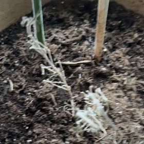 Photo of the plant species Argentine Fleabane by @ZanyLemonbalm84 named Leaf Erickson on Greg, the plant care app