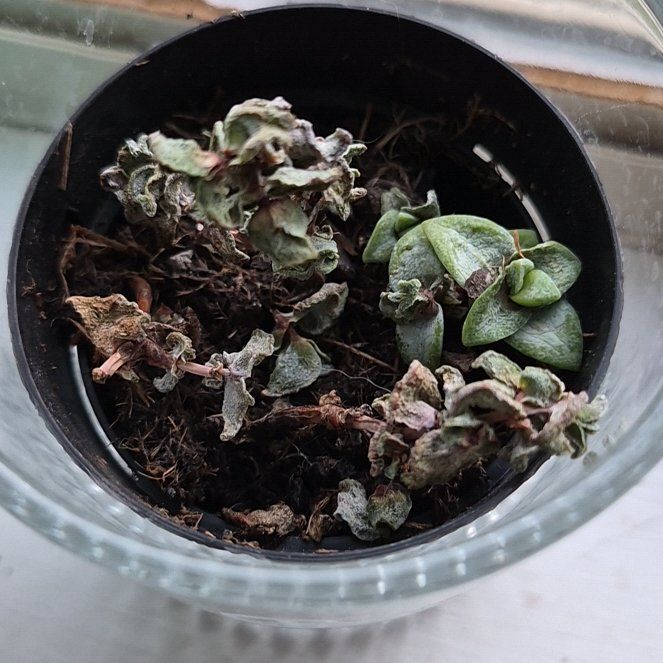 Photo of the plant species Crassula rupestris 'High Voltage' by @ModelMakole17 named Lavender on Greg, the plant care app