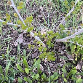 Photo of the plant species Chrysojasminum fruticans by @HeadFirebush78 named Beyonce on Greg, the plant care app