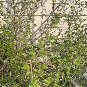 Photo of the plant species New Zealand Tea Tree by @HeadFirebush78 named Sanders on Greg, the plant care app