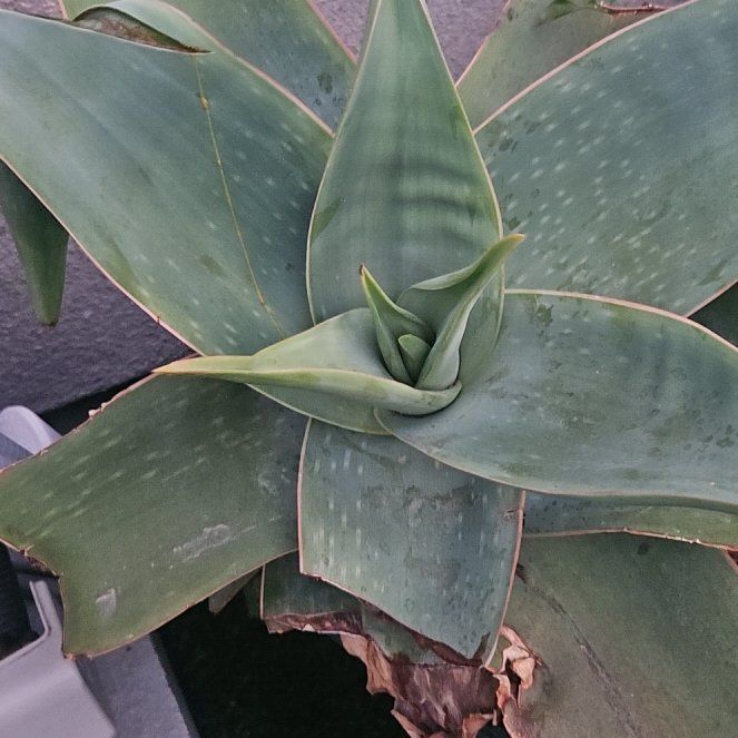 Photo of the plant species Coral Aloe by @MeekSatinwood88 named Sanders on Greg, the plant care app