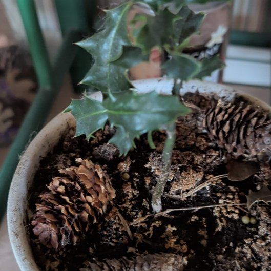 Photo of the plant species Holly by @StarryFilbert66 named Hamilton on Greg, the plant care app