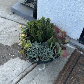 Photo of the plant species Gregory by @FitSeaoats43 named ZOEY on Greg, the plant care app