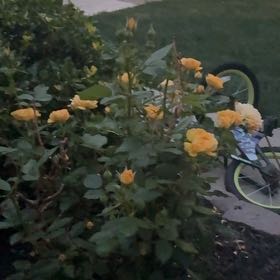 Photo of the plant species Slender Sowthistle by @HeavenlyMaypop1 named Hemingway on Greg, the plant care app