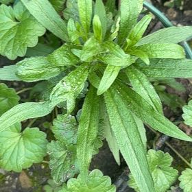 Photo of the plant species Annual Fleabane by @HeavenlyMaypop1 named Coco on Greg, the plant care app