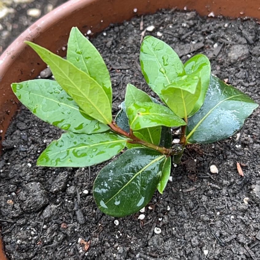Photo of the plant species Sweet Bay by @JoyousMira96 named Bella on Greg, the plant care app