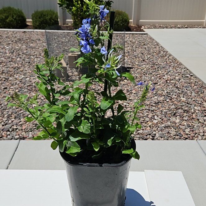 Photo of the plant species Blue Plumbago by @ZingyBushlily90 named Blue on Greg, the plant care app