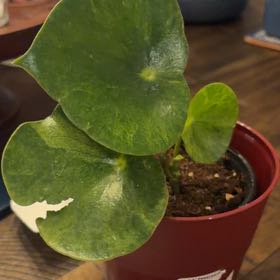 Photo of the plant species Peperomia Camouflage by @LordRedbean73 named Persephone on Greg, the plant care app